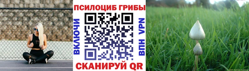 Галлюциногенные грибы Psilocybine cubensis  Шелехов 